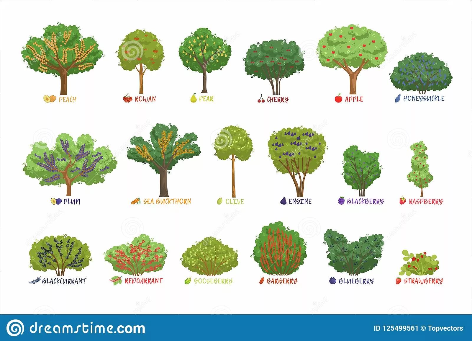 Названия цветов на чувашском языке. Кустарники названия. Латинские названия деревьев и кустарников. Куст по английски. Растения на английском.
