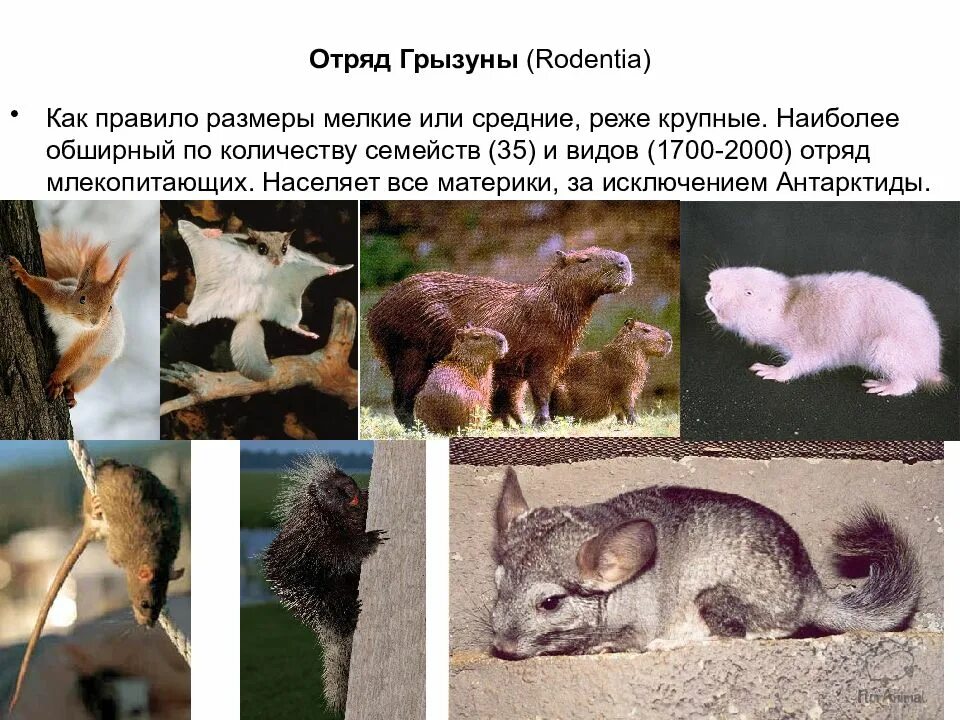 Представителем грызунов является. Семейство млекопитающих отряда грызунов. отряд грызуны среда обитания. отряд грызунов представители. самый крупный представитель отряда грызунов.
