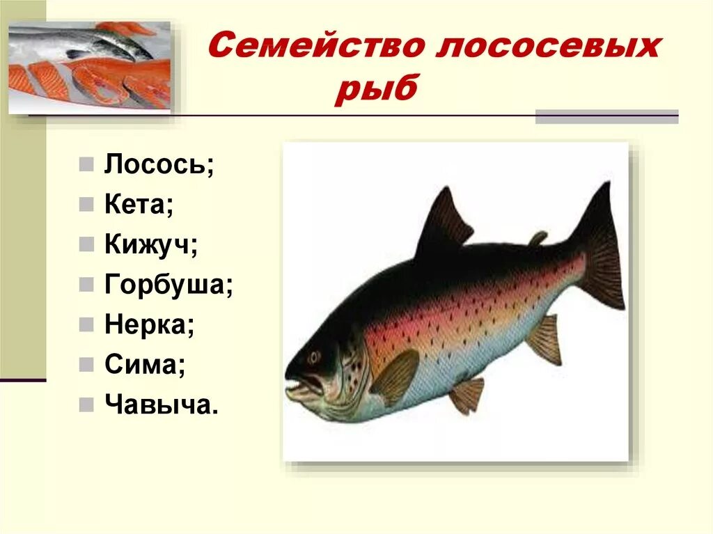 Какие рыбы лососевые. Рыбы семейства лососевых названия. Кижуч это семейство лососевых. Кета семейство лососевых. Название рыб семейства лососевых красных рыб.