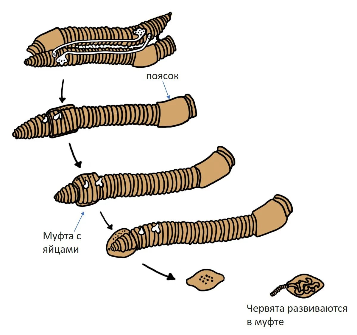 Развитие с метаморфозом дождевой червь. Размножение кольчатых червей. Половая система дождевого червя. Схема размножения кольчатых червей.