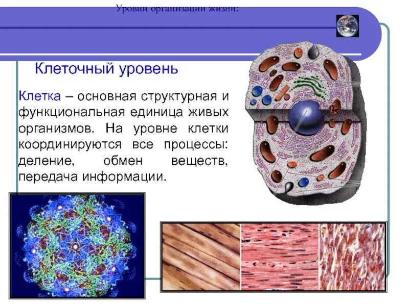 Клеточный уровень класс. Клеточный уровень организации жизни. уровни организации живого клеточный уровень. процессы на клеточном уровне организации жизни. структурно-функциональная единица живых организмов.