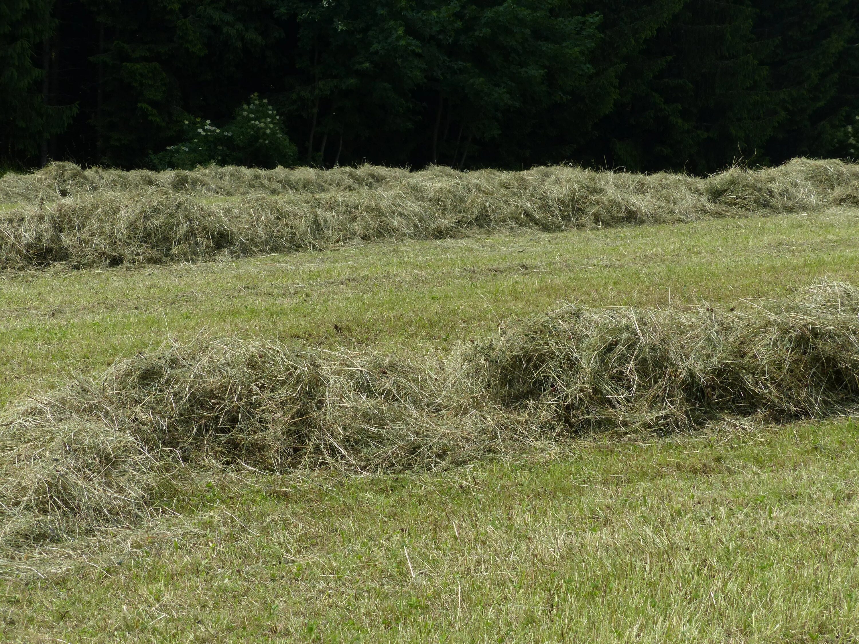 Сенокос свежескошенная трава. Скошенная трава. Нескошенное сено. Поле скошенной травы. 1 не скошенная на лугу трава