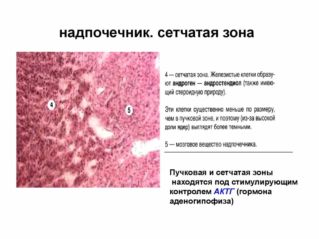 Сетчатая зона надпочечников гистология. Сетчатая зона коры надпочечников строение. Надпочечник строение гистология гормоны сетчатой зоны. Пучковая зона надпочечников гистология.