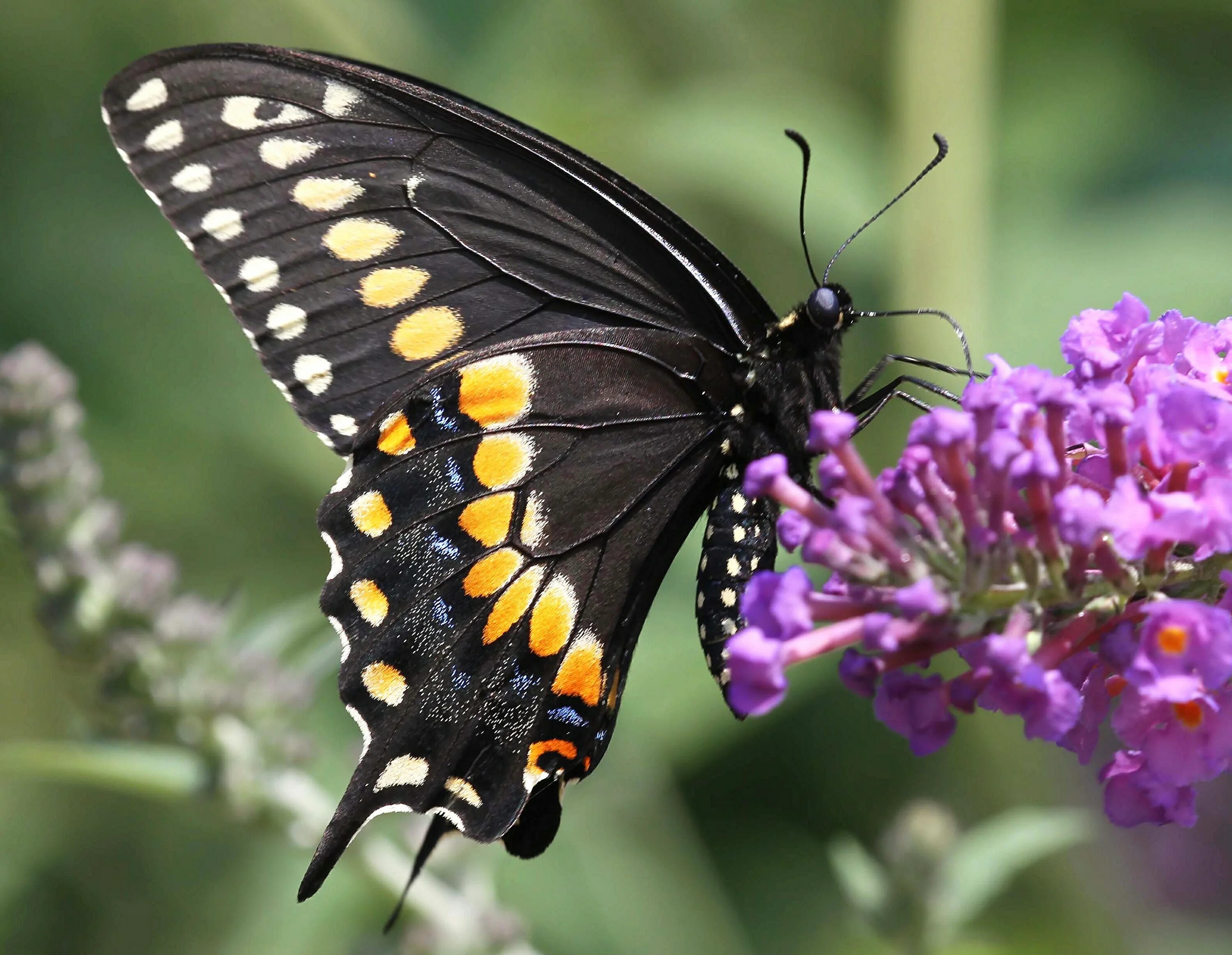 Black Swallowtail бабочка. Черная бабочка название. Огромная черная бабочка. Чёрные бабочки в природе. Бабочка черный рынок