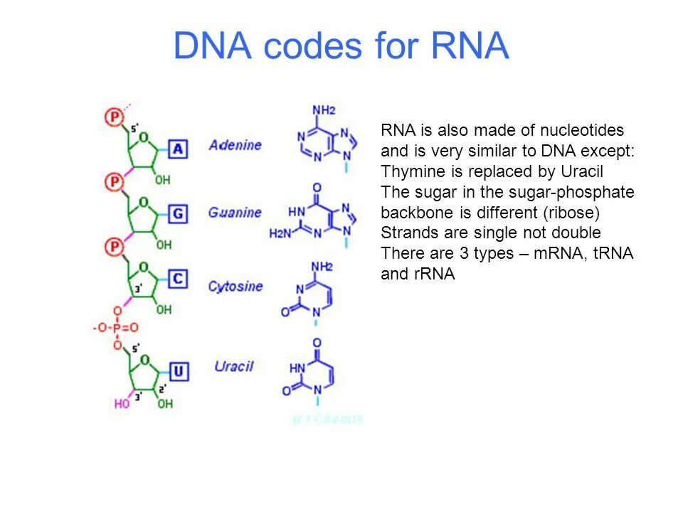 DNA code. DNA RNA thymine. Sugar phosphate Backbone. Тимин рибоза фосфат.