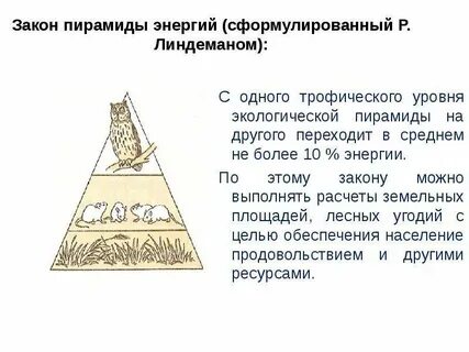 Правило пирамиды энергии