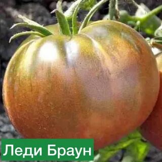 Томат леди описание