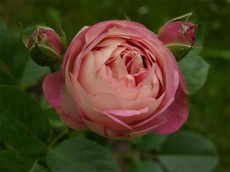 питомник полины козловой. питомник роз полины козловой бахчисарай. питомник роз полины козловой rozarium biz. питомник полины козловой. питомник роз полины.