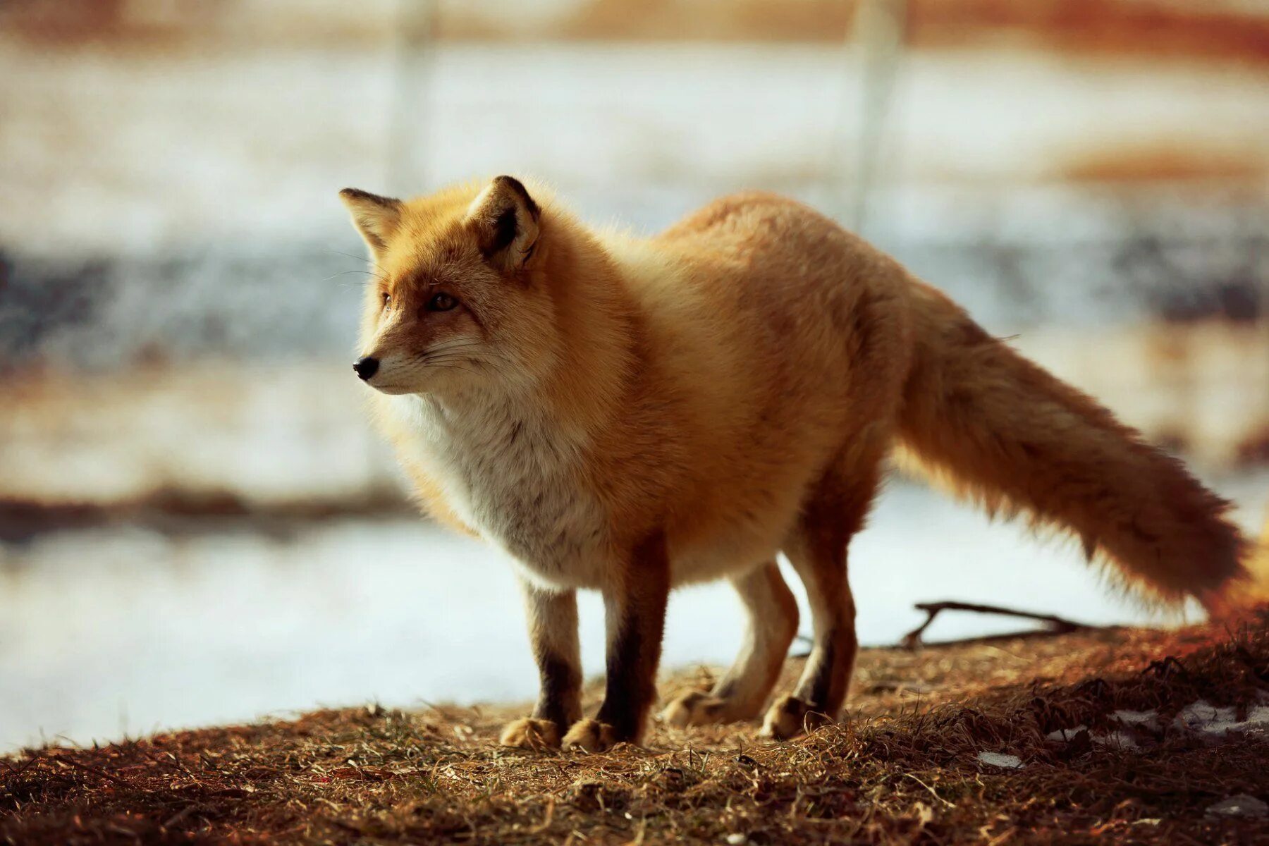 Fluffy fox