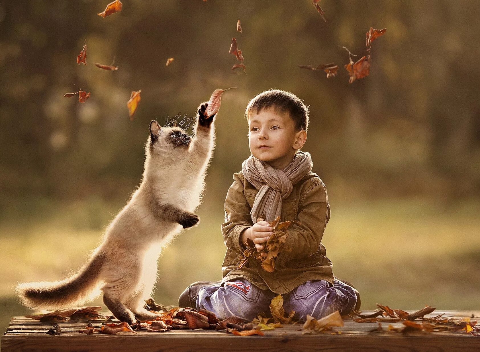 Котенок играет малыша. Для детей. Животные. Осень дети и животные. Ребенок и животное.