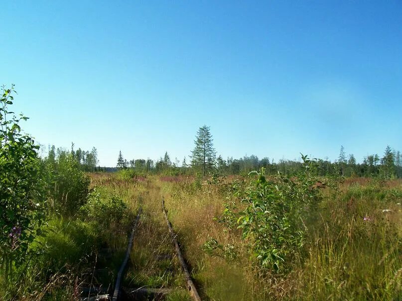 Погода в кневицах новгородская область демянский. Кневицы Новгородская область. Поселок Кневицы Демянский район. Кневицы Демянский район Новгородская область. Леспромхоз в Кневицы.