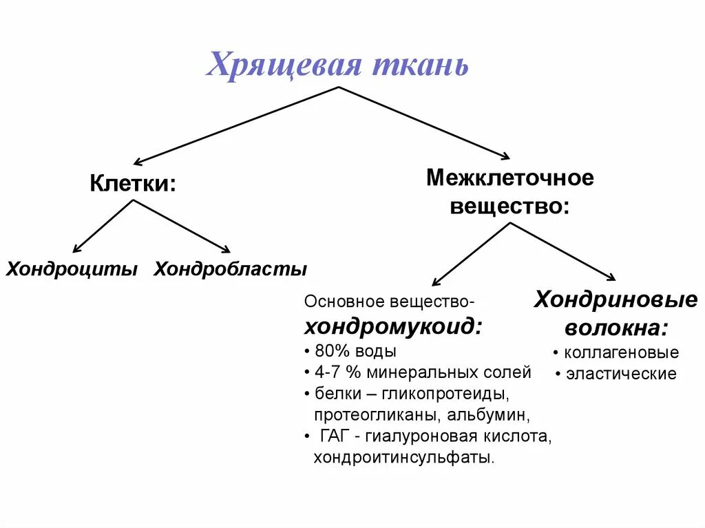 Структурные компоненты межклеточного вещества хрящевой ткани. Аморфный компонент межклеточного вещества хрящевой ткани. Межклеточное вещество состав и строение. Строение и классификация хрящевых тканей.