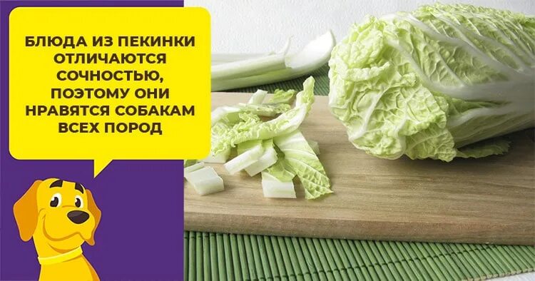 Цветная капуста собаке можно