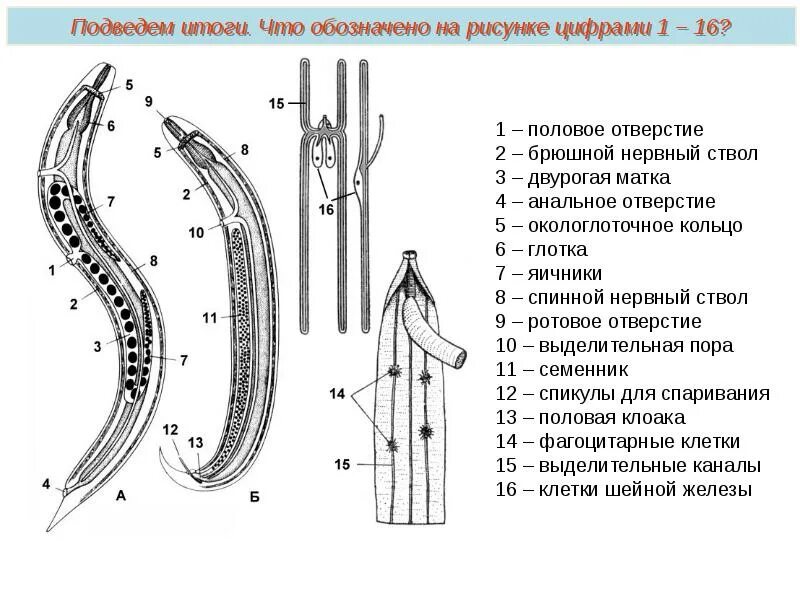Дайте характеристику типа круглые черви. Тип круглые черви – Nemathelminthes. Шейная железа у круглых червей. Окологлоточное кольцо у круглых червей. Нервный ствол круглых червей.