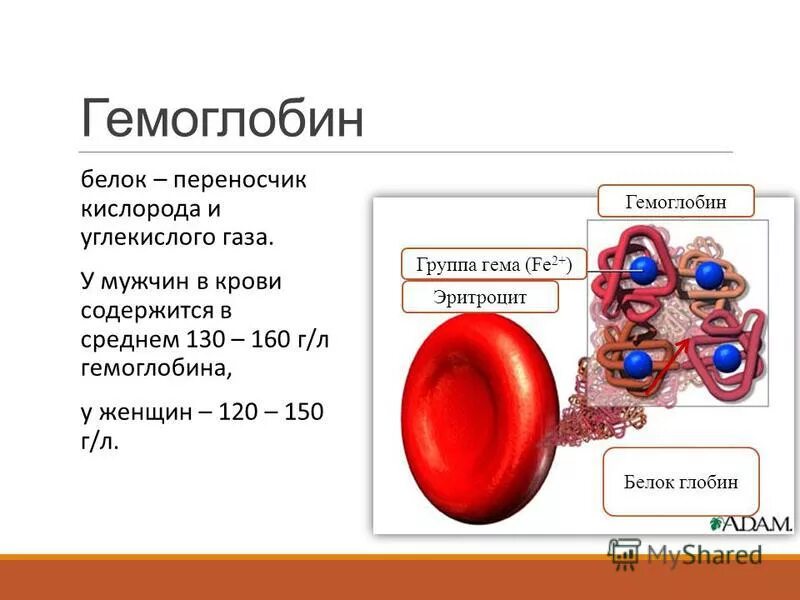 Изменения гемоглобина в крови