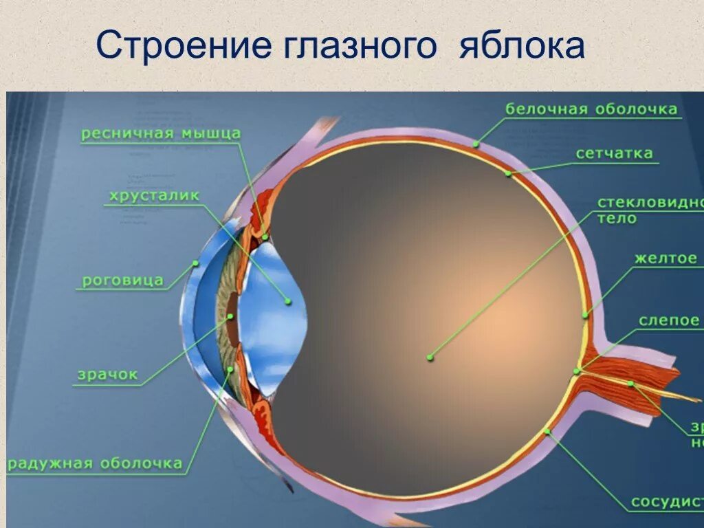 Строение яблока глаза