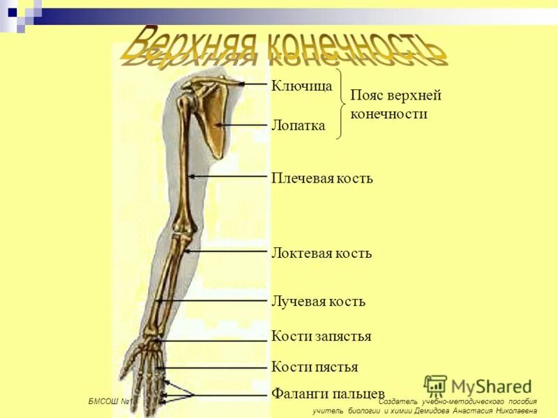 Выбери кости пояса верхней конечности