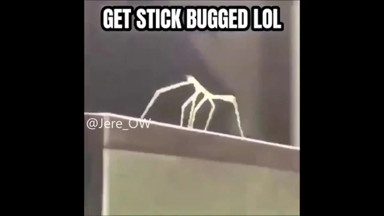 Стик баг. Stick Bug meme. Get stickbugged.