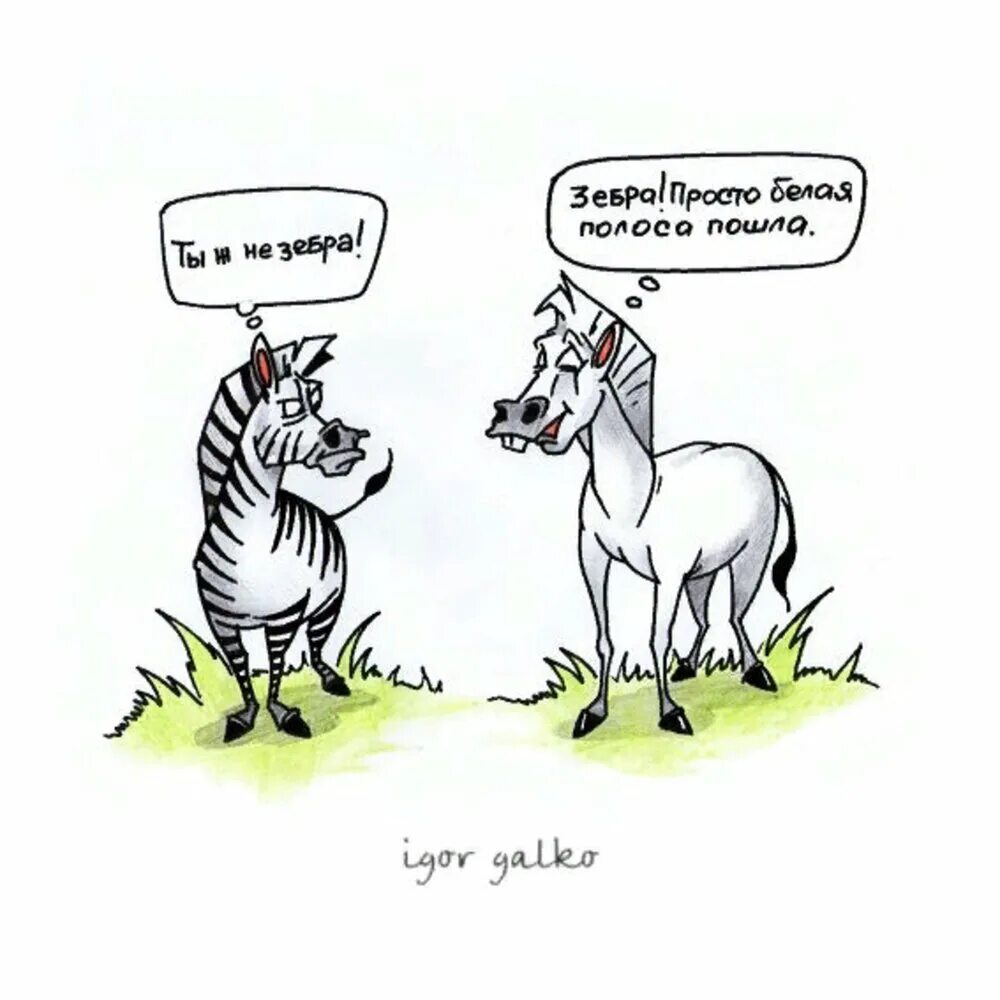 Почему у зебры не бывает стресса. Шутки про зебру. Анекдот про зебру. Белая полоса шутка. Юмор про черную полосу в жизни.