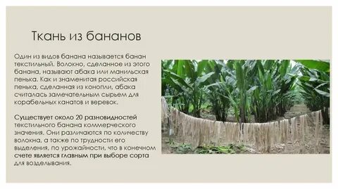 Манильская пенька 5 букв сканворд