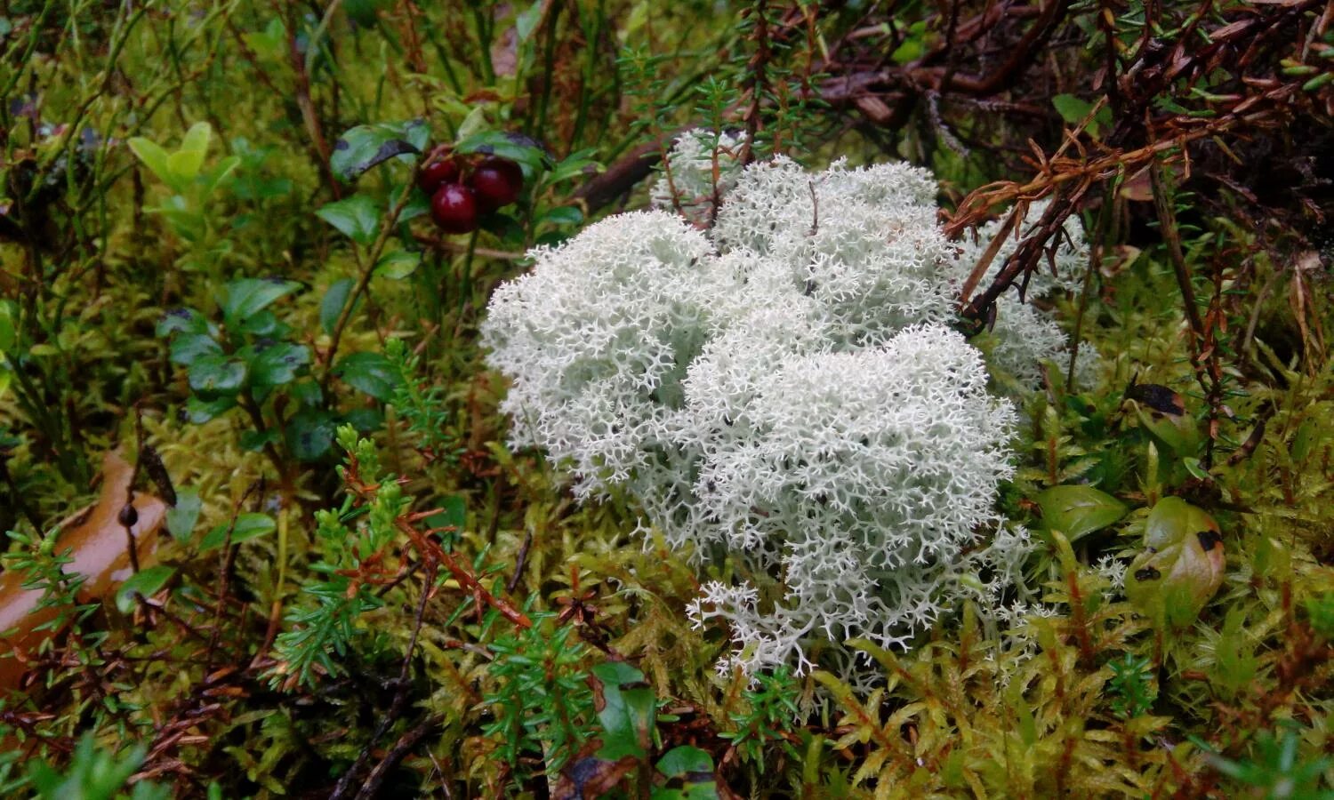 голубой мох в лесу. листоватые лишайники. голубой мох в лесу. мох плантмос. голубой мох.