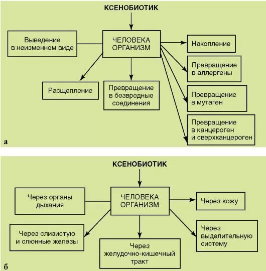 Ксенобиотики в организме. Ксенобиотики схема. Схема трансформации ксенобиотиков. Пути поступления ксенобиотиков, метаболизм, пути выведения. Ксенобиотики влияние на организм.