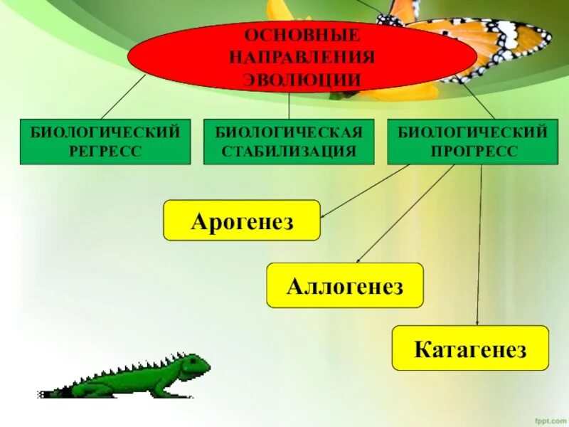 Направление эволюции биологический прогресс примеры. Основные направления эволюции. Основные направления эволюции биология. Главное направление эволюции. Основные пути биологической эволюции.