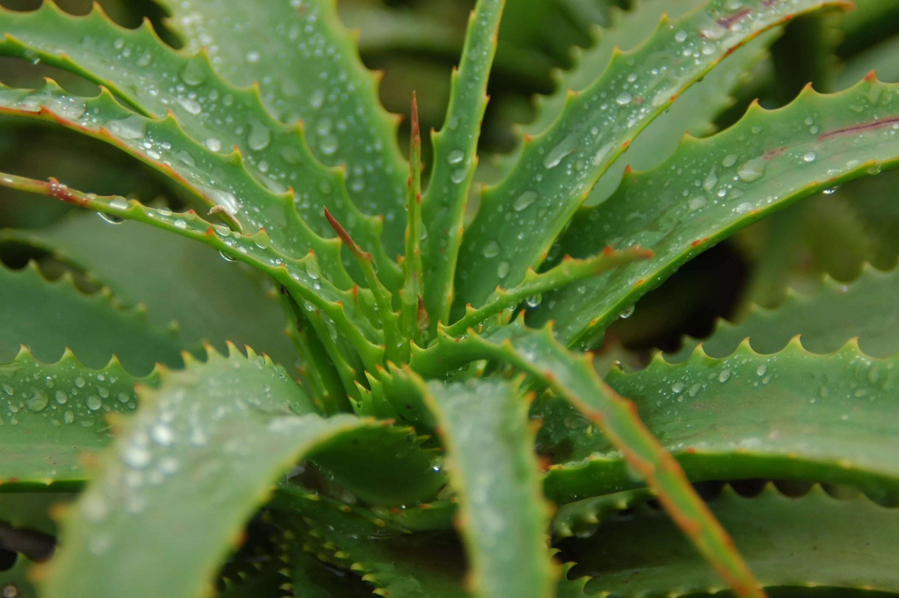 Алоэ столетник. Алоэ древовидное (Aloe arborescens).