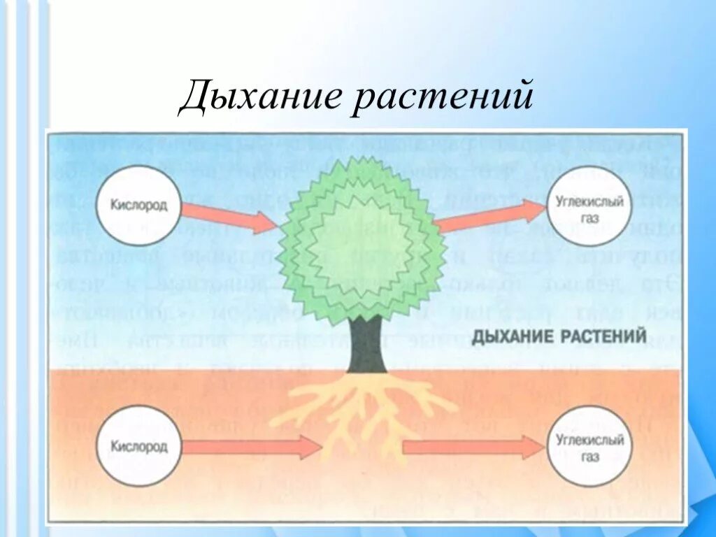 Дыхание растений самостоятельная работа. Дыхание растений. Питание растений. Схема питания растений. Процесс дыхания растений.