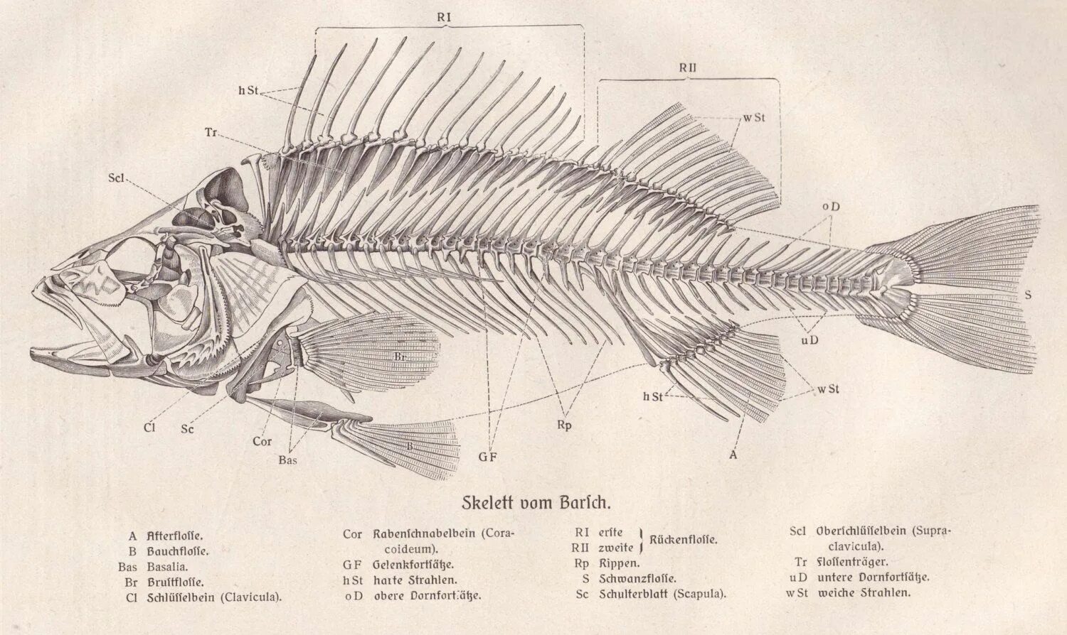 Скелет рыбы биология 7 класс. Скелет рыбы сбоку. Скелет сома обыкновенного. Скелет рыбы сверху.