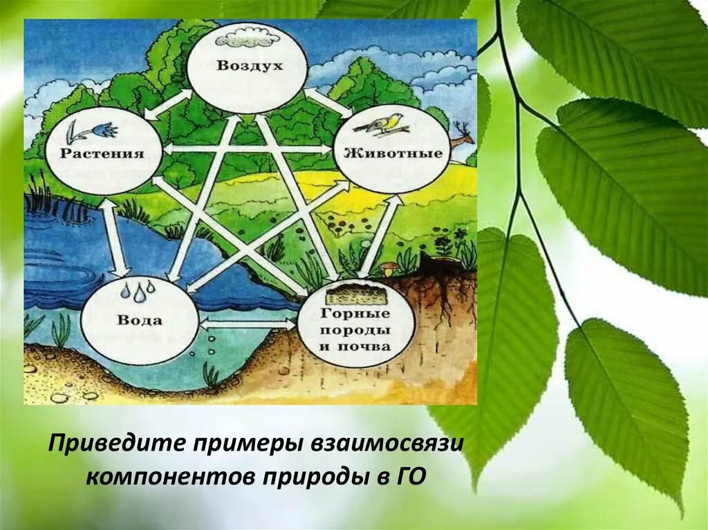 Взаимосвязи в природе. Взаимосвязь элементов природы. Взаимосвязь компонентов природы. Природные компоненты географической оболочки. Примеры взаимосвязей между компонентами природы в тайге