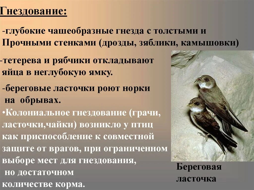 Какое значение в жизни птиц имеет. Птицы по образу жизни. колониальное гнездование птиц. гнездование птиц презентация. сезонные приспособления птиц.