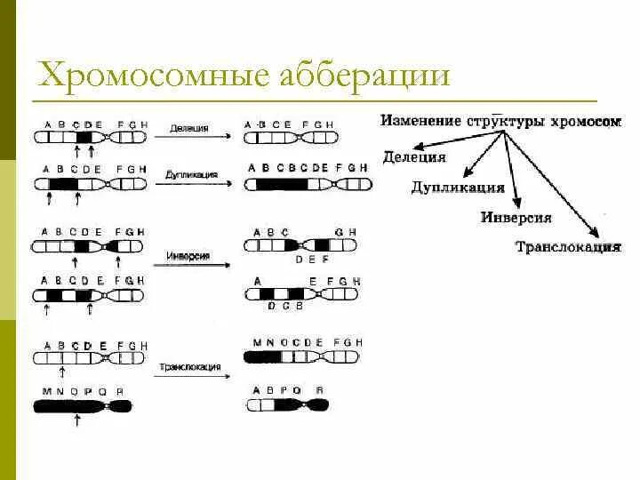 Мутации связанные с изменением структуры гена называются. Мутации связанные с изменением структуры гена называются