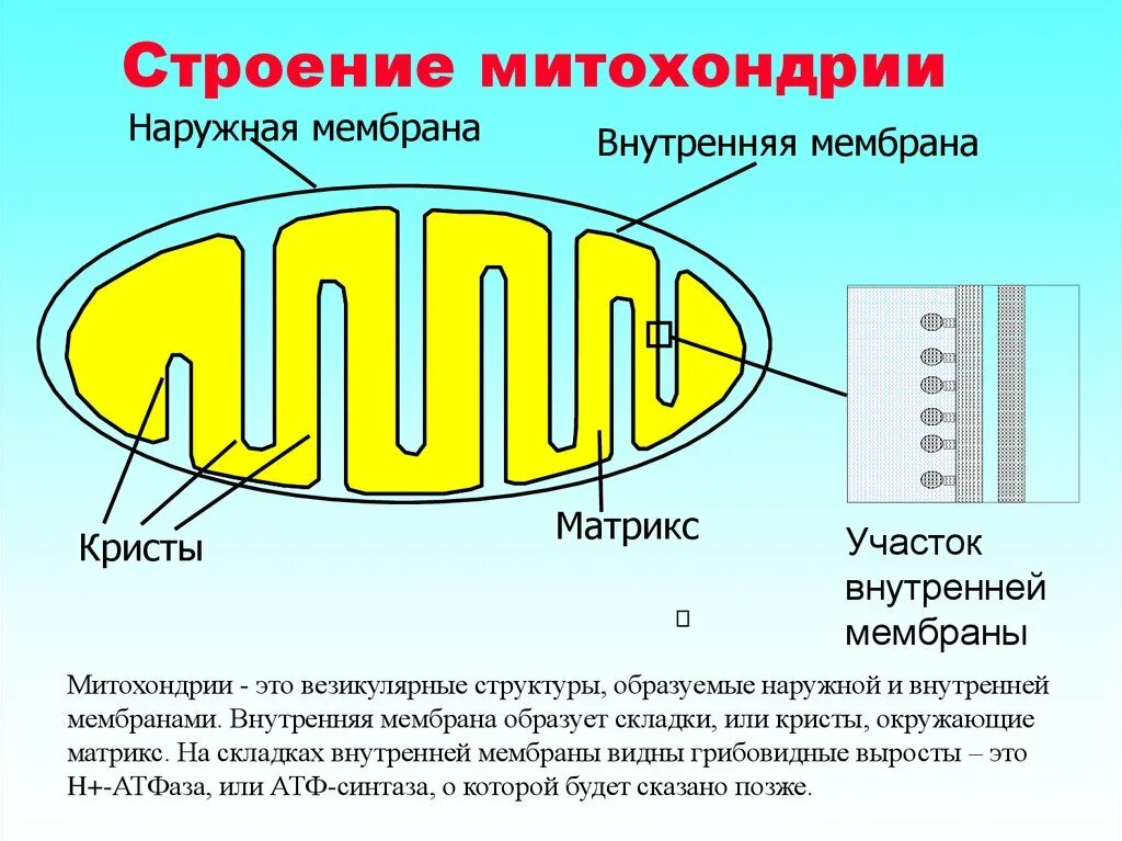 Строение митохондрии