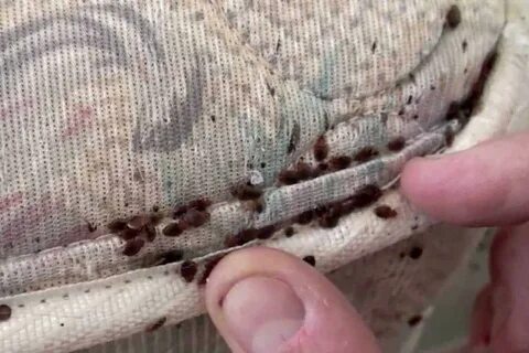 Как выглядит клоп кожа