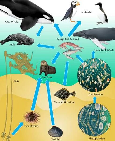 Пищевая цепочка. Пищевая цепь океана. Цепь питания в океане. Пищевая сеть океана.