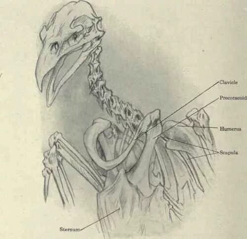 Птицы на ключице. Скелет птицы. Ключица птицы анатомия. Скелет птицы грудная клетка.