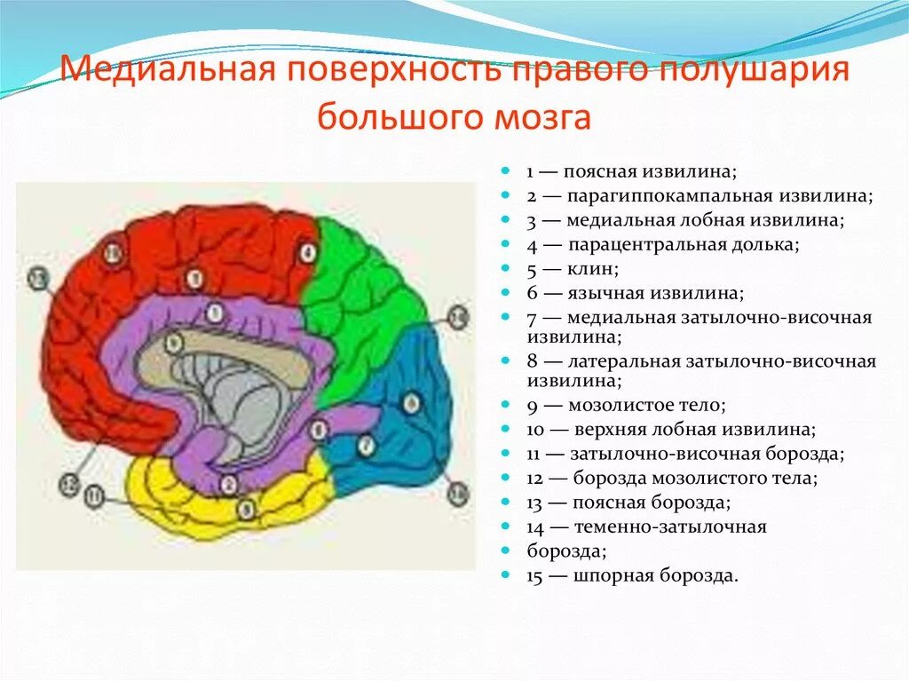 Медиальная поверхность головного мозга борозды. Большие полушария головного мозга медиальная поверхность. Поясная и парагиппокампальная извилина. Извилины долей мозга