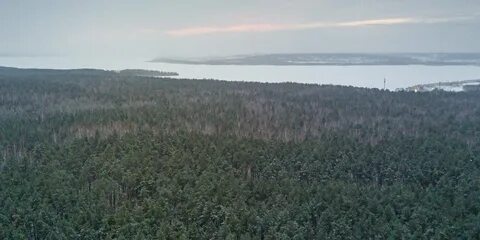 Черный бор