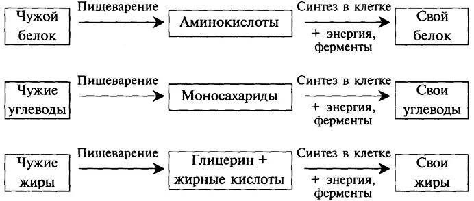 Пластический обмен у гетеротрофов. Гетеротрофы способ получения органических веществ. Пластический обмен у гетеротрофов. Пластический обмен у гетеротрофов. Типы обмена веществ схема.
