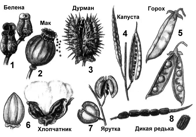 Плоды коробочковидные и ореховидные. Плоды растений и их названия. Строение и типы плодов. Типы плодов и семян. Разные типы плодов