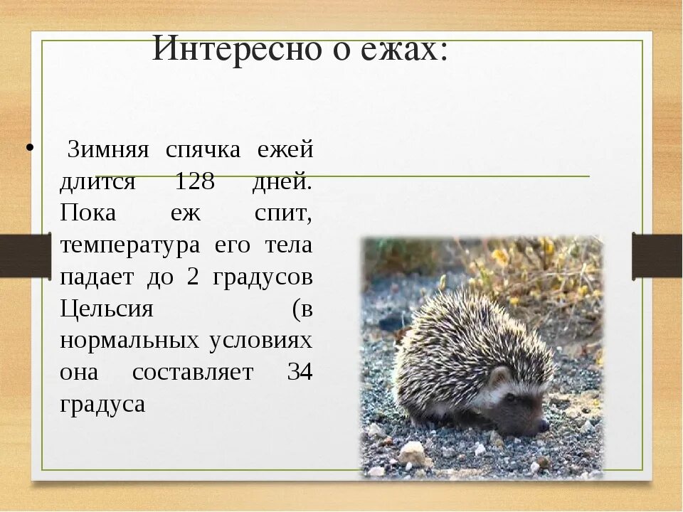 Информация о ежах