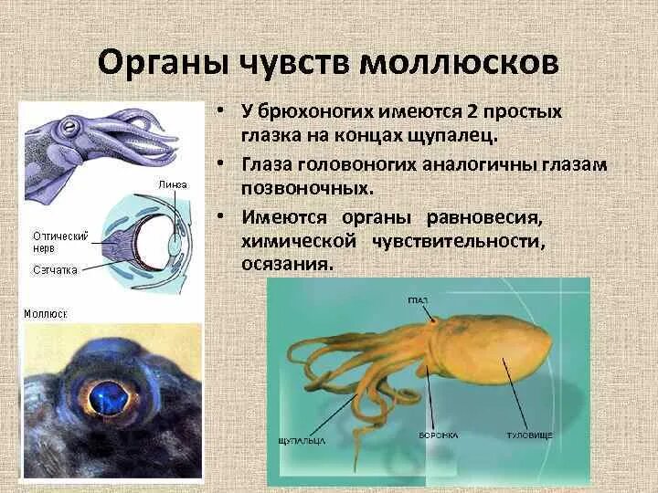 Светочувствительный глазок эвглены. У простейших существуют органы чувств. Эволюция органов чувств человека. У простейших существуют органы чувств. Органы чувств схема.