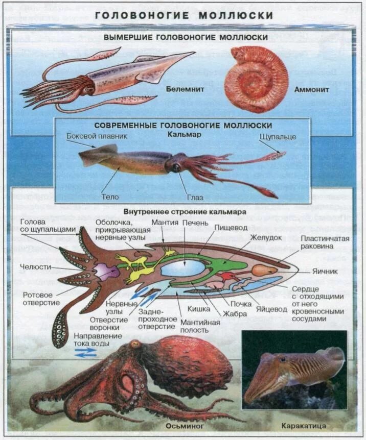 Класс головоногие внутреннее строение. Внутреннее строение головоногих моллюсков кальмар. Строение ноги головоногих моллюсков. Класс головоногие строение тела кальмара.