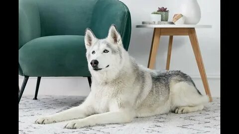 Husky's