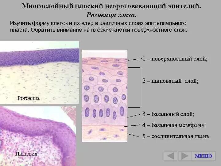 Многослойный плоский неороговевающий эпителий рогови. Многослойный плоский неороговевающий эпителий роговицы глаза коровы. Однослойный плоский эпителий мезотелий. Многослойный плоский неороговевающий эпителий строение. Группы клеток метаплазированного