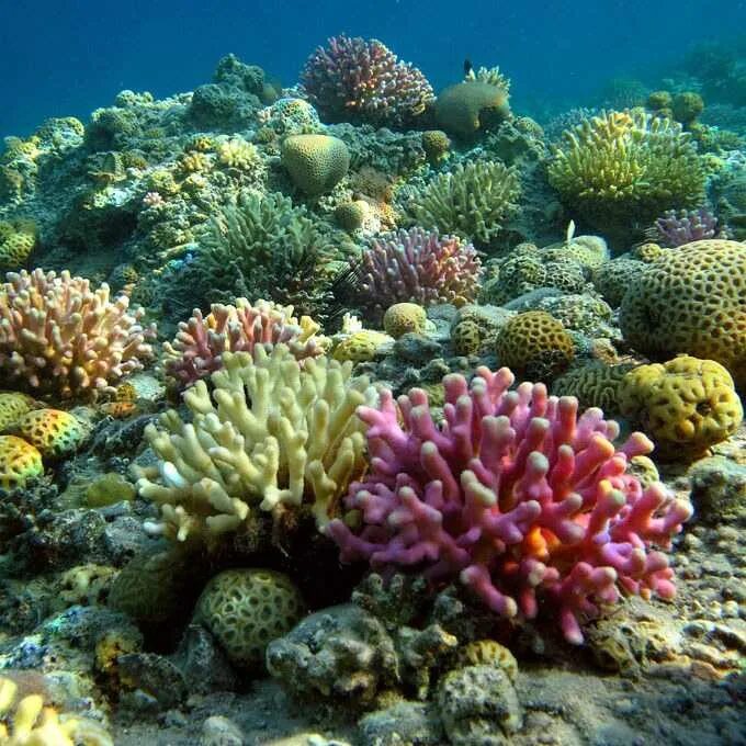 Сообщество кораллового рифа. Барьерный риф. Хиккадува коралловый риф. Биотоп кораллового рифа. Барьерный риф кораллы.