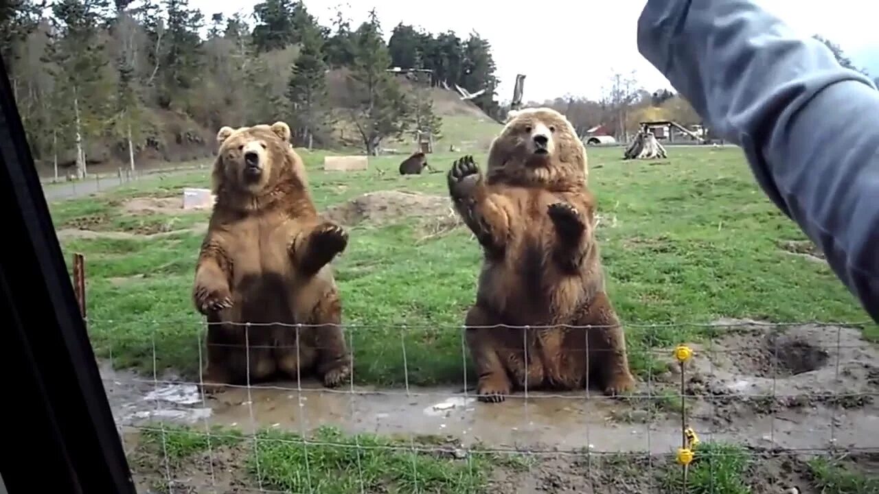 Покажи видео где