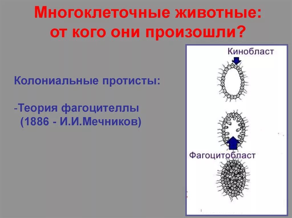 Многоклеточные животные. Многоклеточные произошли от. От кого произошли многоклеточные животные. Многоклеточные организмы произошли от. Животных называют многоклеточными