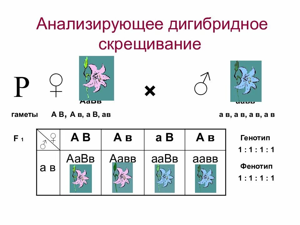 Дигибридное анализирующее скрещивание расщепление по фенотипу. Дигибридное скрещивание 1:1:1:1. Анализирующее дигибридное скрещивание. Анаоизирующие динибридное скрещевание. Анализирующее скрещивание дигибридное скрещивание.